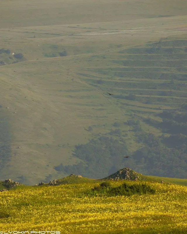 Laçının sonsuz gözəlliyi...