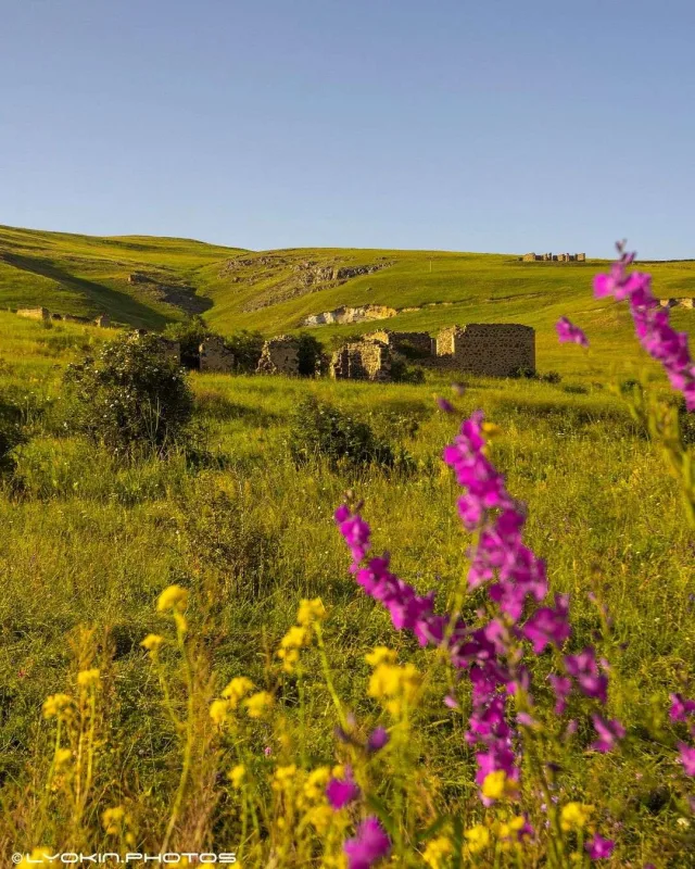 Laçının sonsuz gözəlliyi...