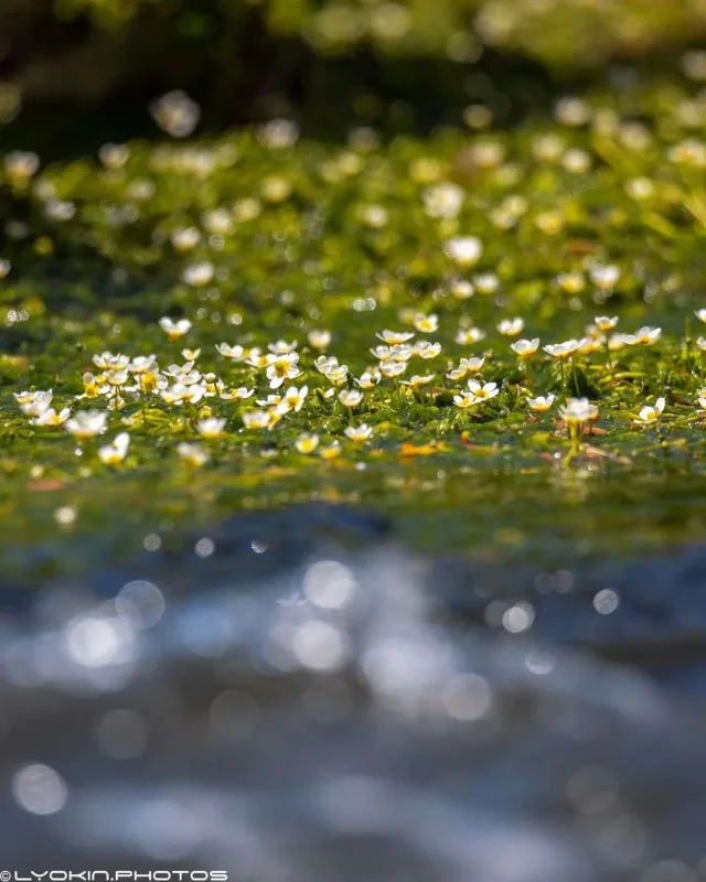 Laçının sonsuz gözəlliyi...