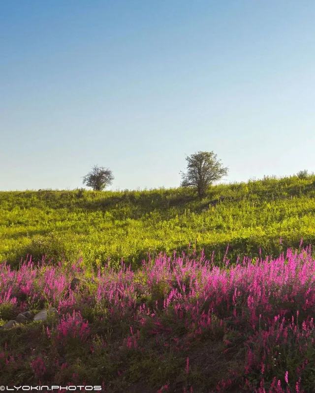 Laçının sonsuz gözəlliyi...