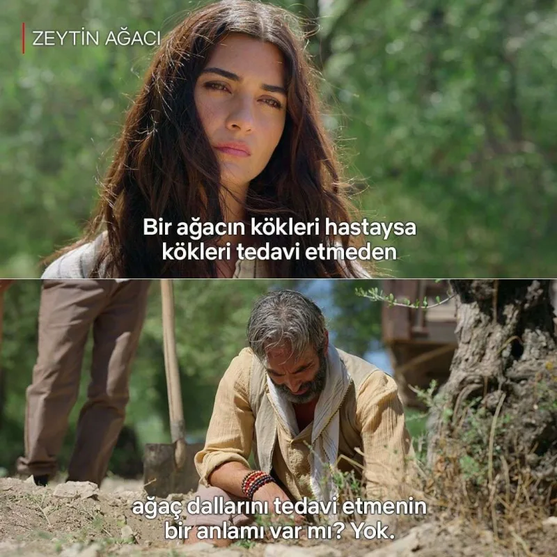 “Zeytin Ağacı”nın yeni sezonları bu tarixdə çəkiləcək