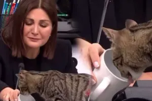 Efirdə pişik üçün ağladı