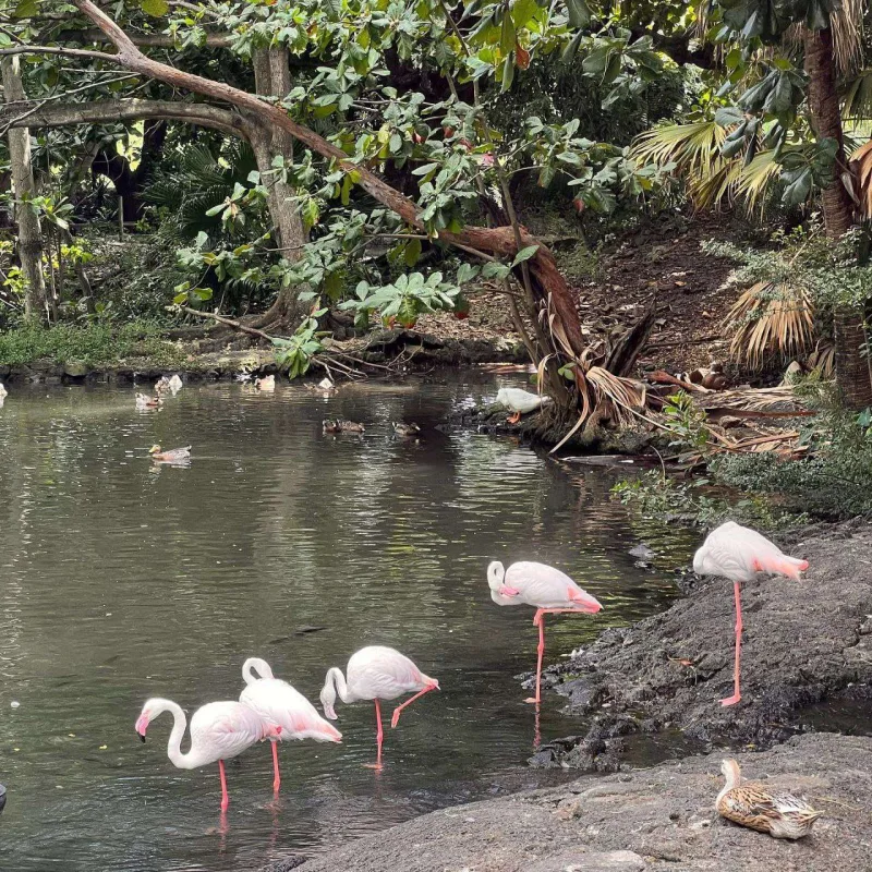 Xəyyamın Afrika istirahəti