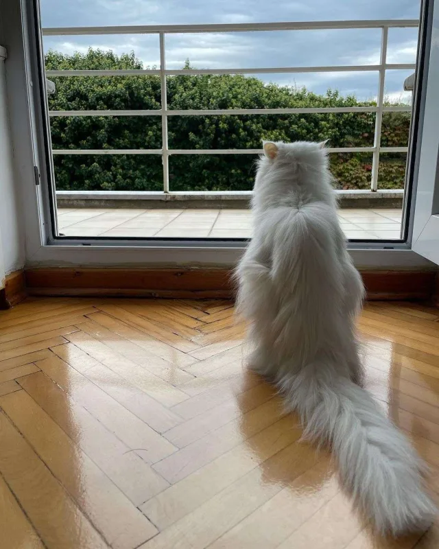 Qonşusu Nəsrinlə dava etdi