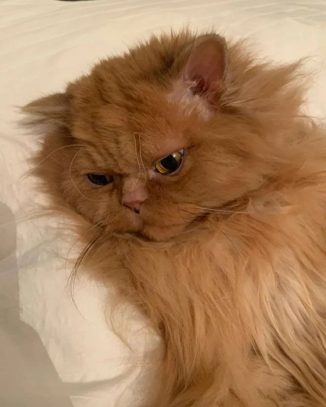 Qonşusu Nəsrinlə dava etdi