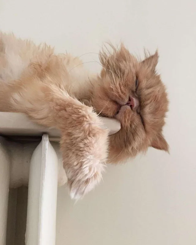 Nəsrin dava iddialarına cavab verdi