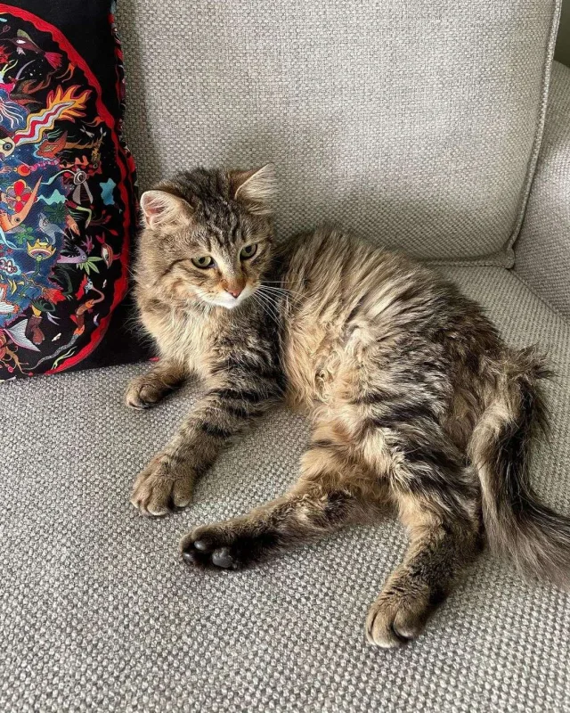 Nəsrin dava iddialarına cavab verdi