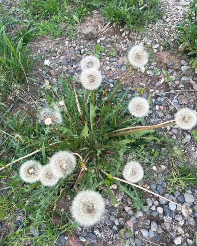 “Xarıbülbül axtarışında...”