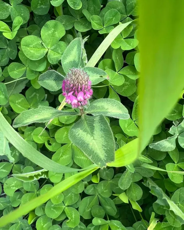 “Xarıbülbül axtarışında...”