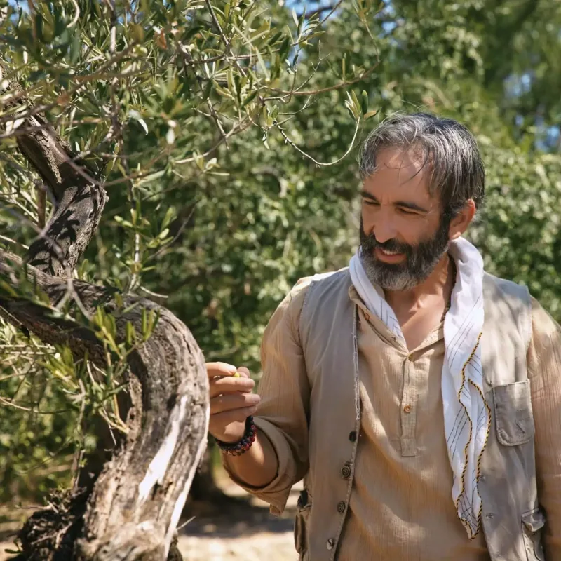 “Zeytin Ağacı”nın çəkilişləri başladı