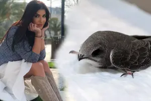 “Quran”da adı çəkilən Əbabil quşu Sevincin ofisində - VİDEO