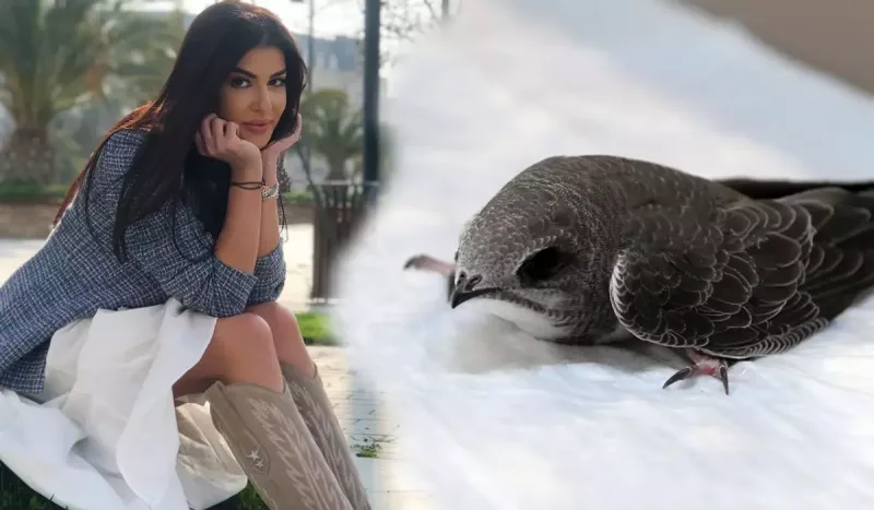 “Quran”da adı çəkilən Əbabil quşu Sevincin ofisində - VİDEO